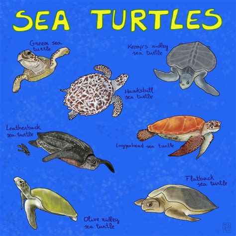 Sea Turtle Taxonomy Types Of Turtles With Pictures, List Of