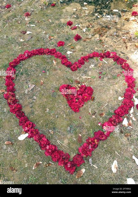 Spring Nature Scenery 的图像结果