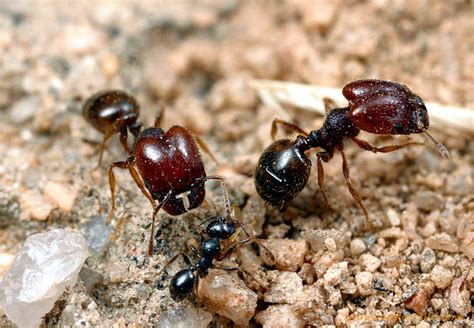 Image result for Raspberry Pi 2 Tutorial