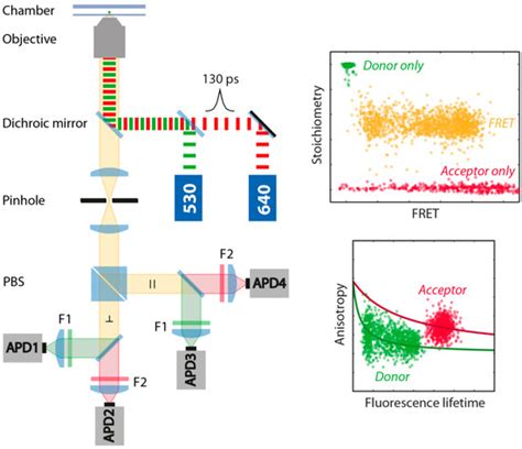 Different Fluorophore Labeling Strategies and Designs Affect ...