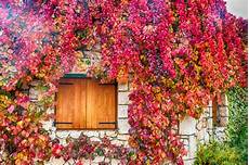 Climbing Plants On Walls by Climbing Plants For Walls And Fences Plants For A Climbing Plants On Walls