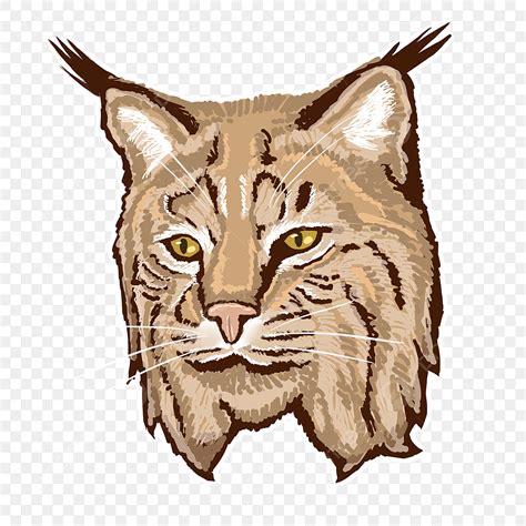 Free Clipart Bobcat