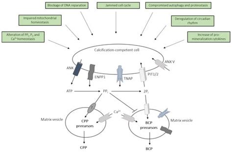 Gout, Urate, and Crystal Deposition Disease | An Open Access Journal ...