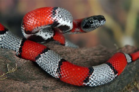 Serpiente De Coral