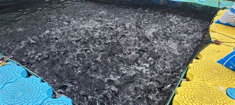 Fish Farming: नक्सलगढ़ कांकेर की मछलियां बढ़ा रही हैं अमेरिकियों का ...