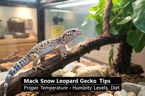 Mack Snow Leopard Gecko Care: 7 Tips for a Happy Pet