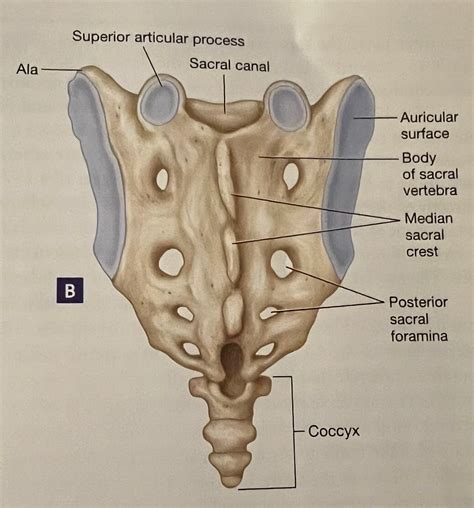 Median Sacral Crest