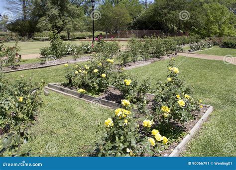 Tyler rose garden TX USA stock image. Image of architecture - 90066791