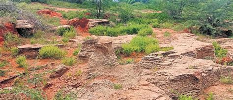 Panaiyur’s marine fossils likely 12,000 years old: ZSI