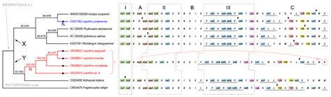 Atypically Shaped Setae in Gall Mites (Acariformes, Eriophyoidea) and ...