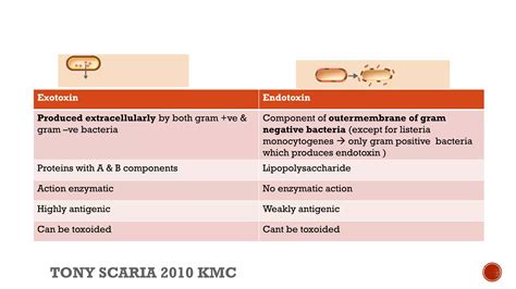 Morphology of bacteria & bacterial genetics revision notes | PDF
