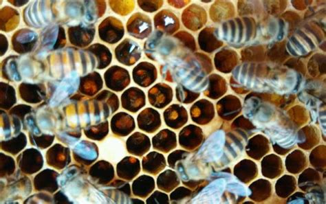 秋季怎么管理好蜂群？ - 养蜂技术 - 酷蜜蜂