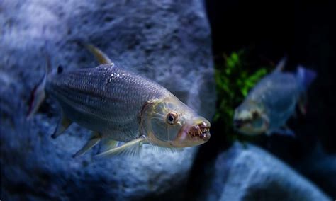 Goliath Tigerfish Fish Facts - Hydrocynus goliath - A-Z Animals