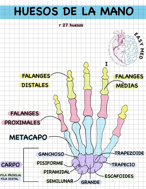 Partes Del Hueso De La Mano