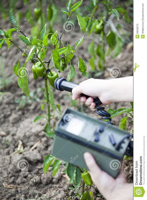 Measuring Radiation Levels Of Green Peppers Stock Image - Image of ...