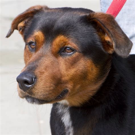 Just beautiful! Part Rottie :) Unique Dog Breeds, Rare Dog Breeds ...