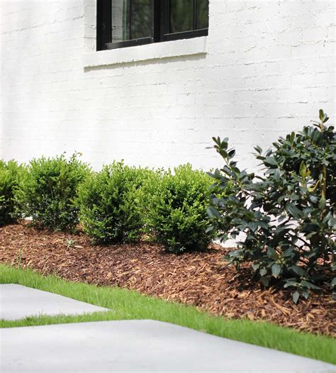Boxwood Bush Landscape Wintergreen Boxwood Shrubs | Most Popular
