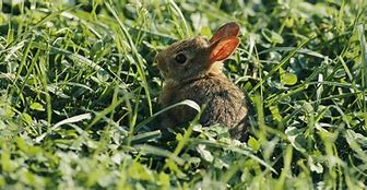 Image result for Rabbits Hearing