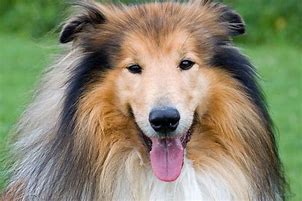 Image result for collies