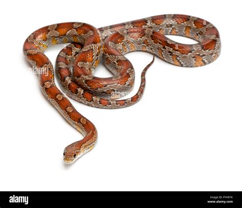 Red rat snake hi-res stock photography and images - Alamy