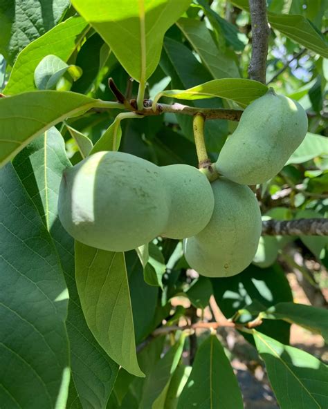 Making Connections To Native Fruits — Home Orchard Education Center