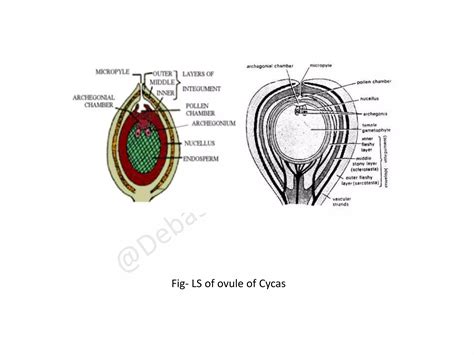Reproduction Of Cycas