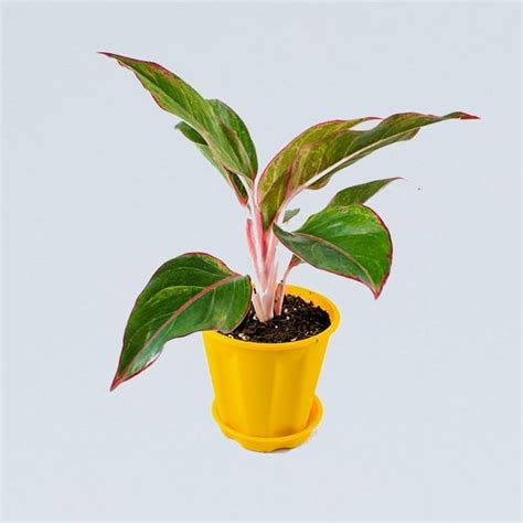 Red Aglaonema, Siam Aurora - Lipstick Plant at Nursery Nisarga