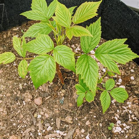 Growing Raspberries in Containers: Perennial Fruit - Bunny's Garden - can you grow raspberries in a pot