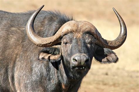 Wildlife in Vietnam - Types of Vietnamese Animals - A-Z Animals - wildlife in vietnam