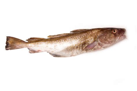 Image result for Small Cod Fish