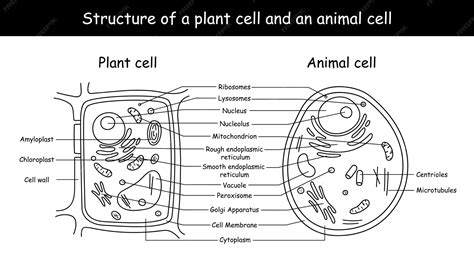 Image result for Basic Structure of a Cell