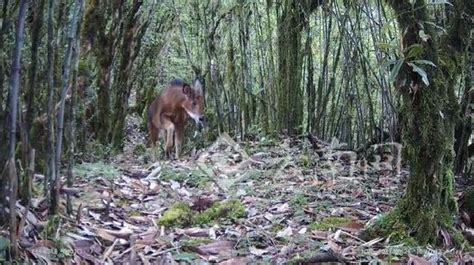 云南发现中国兽类新记录物种：红鬣羚