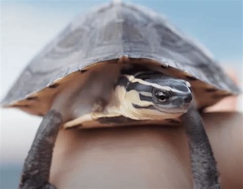 CDC warns salmonella outbreak among pet red-eared slider turtles