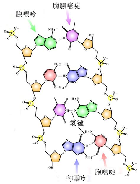 环状dna分子,d分子模型,d分子双螺旋_大山谷图库