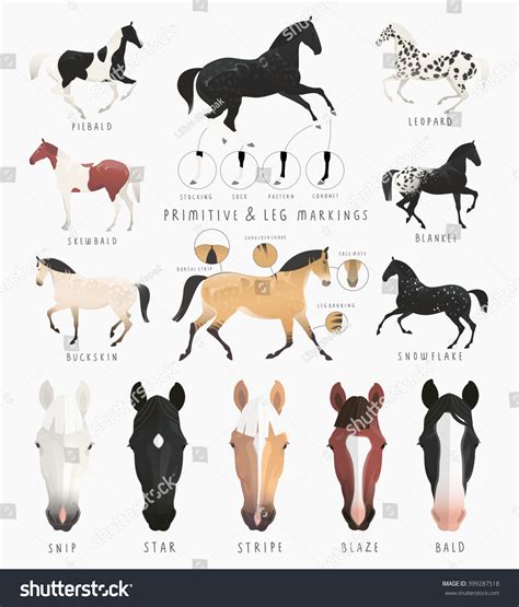 135,298 Horses Face Images, Stock Photos & Vectors | Shutterstock