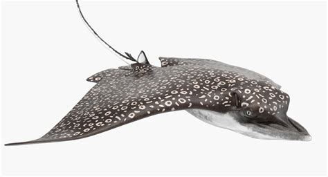 3D Eagle Ray Rigged | 3D Molier International