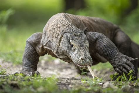 Komodo Dragon