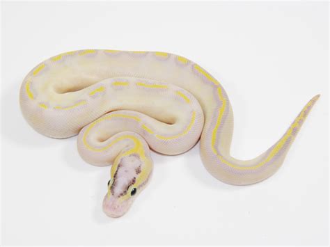 Image result for Ivory Enchi Ball Python