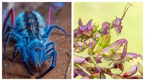From glowing spiders to blood-drinking flies: The bizarre new species ...