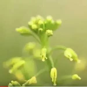 Detlef Weigel, “Maintenance of old variation versus rapid adaptation ...