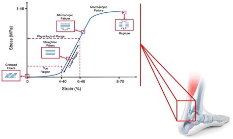 Tendon tissue engineering: An overview of biologics to promote tendon healing and repair - Vera ...