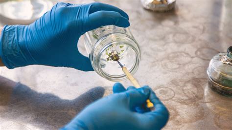 What Does Marijuana Smell Like and What Causes Its Aroma?
