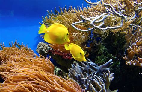 Image result for Fish Reproducing