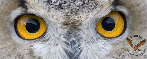World Owl Day 2025, Thirsk Birds of Prey Centre (Falconry UK ...