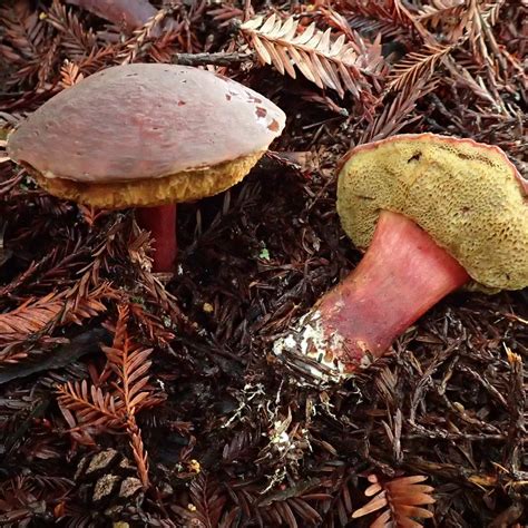 Xerocomellus atropurpureus | ShroomID