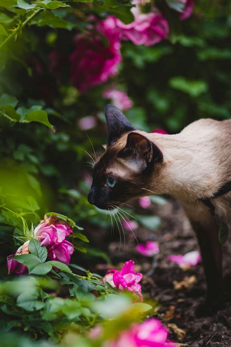 Cat With Rose Flower Photos, Download The BEST Free Cat With Rose ...