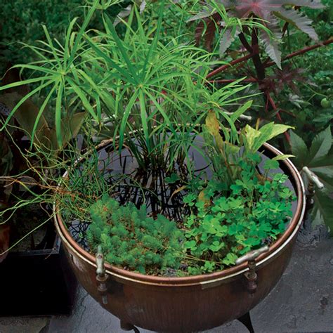 Water Container - Fine Gardening