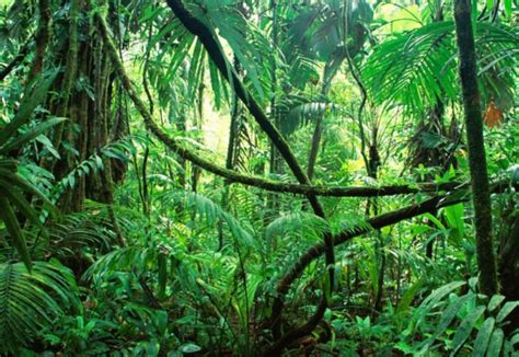 全球最美丛林排行榜 亚马逊热带雨林列第一，第三为童话诞生地_排行榜123网