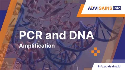 DNA PCR 的图像结果