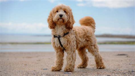 Image result for Cockapoo Dog Tung